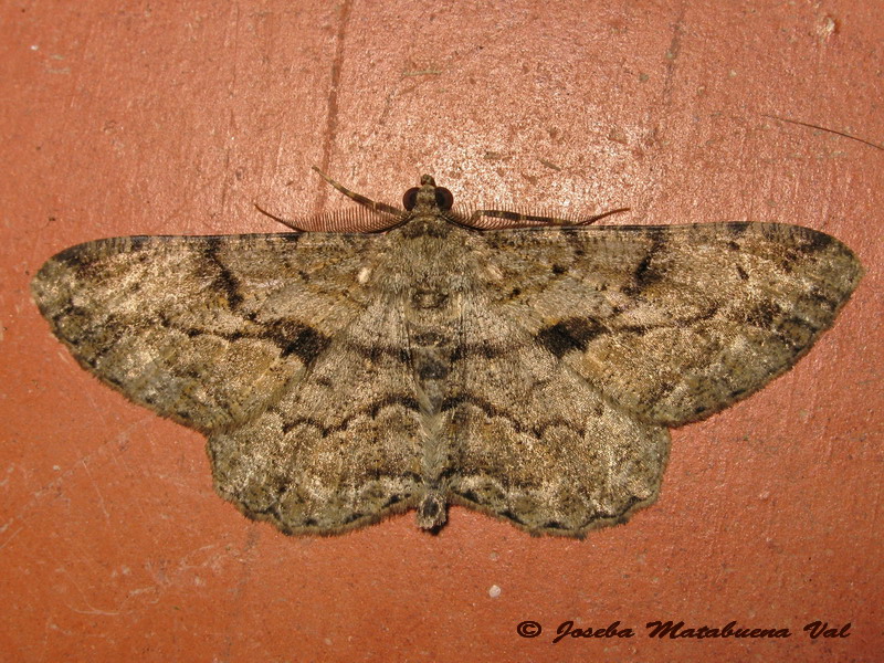 Peribatodes rhomboidaria e Peribatodes ilicaria - Geometridae